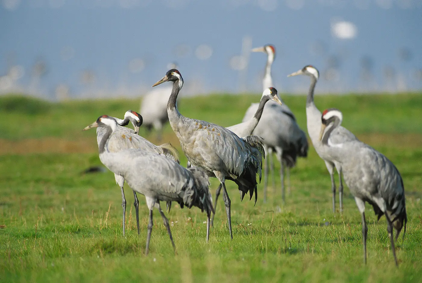 Kraniche-beim-Rasten-auf-der-Insel-Ruegen-__-Cranes-resting-on-the-island-Ruegen.jpg